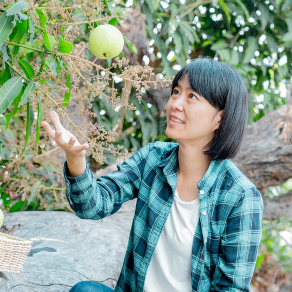 一位穿著格子襯衫的女性，伸手摘樹上的芭樂