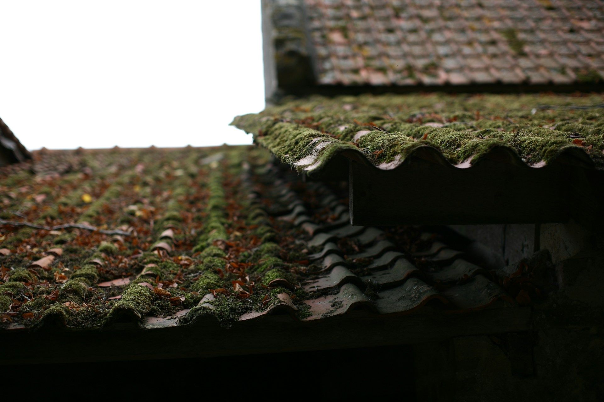 mold on roof tiles
