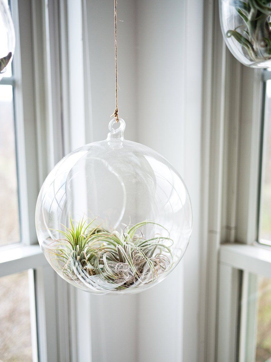 Clear glass terrarium ball with air plants, hanging in front of a window.