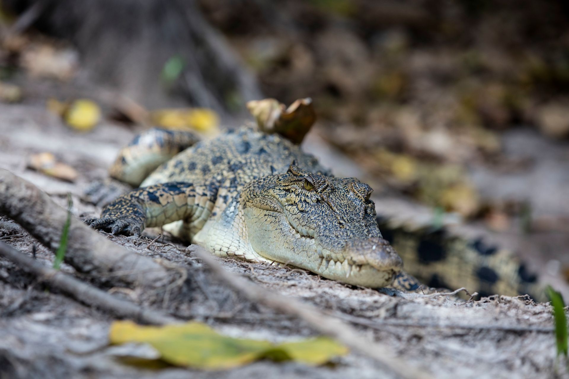 Croc Adventures — Driver Guide in Darwin City, NT