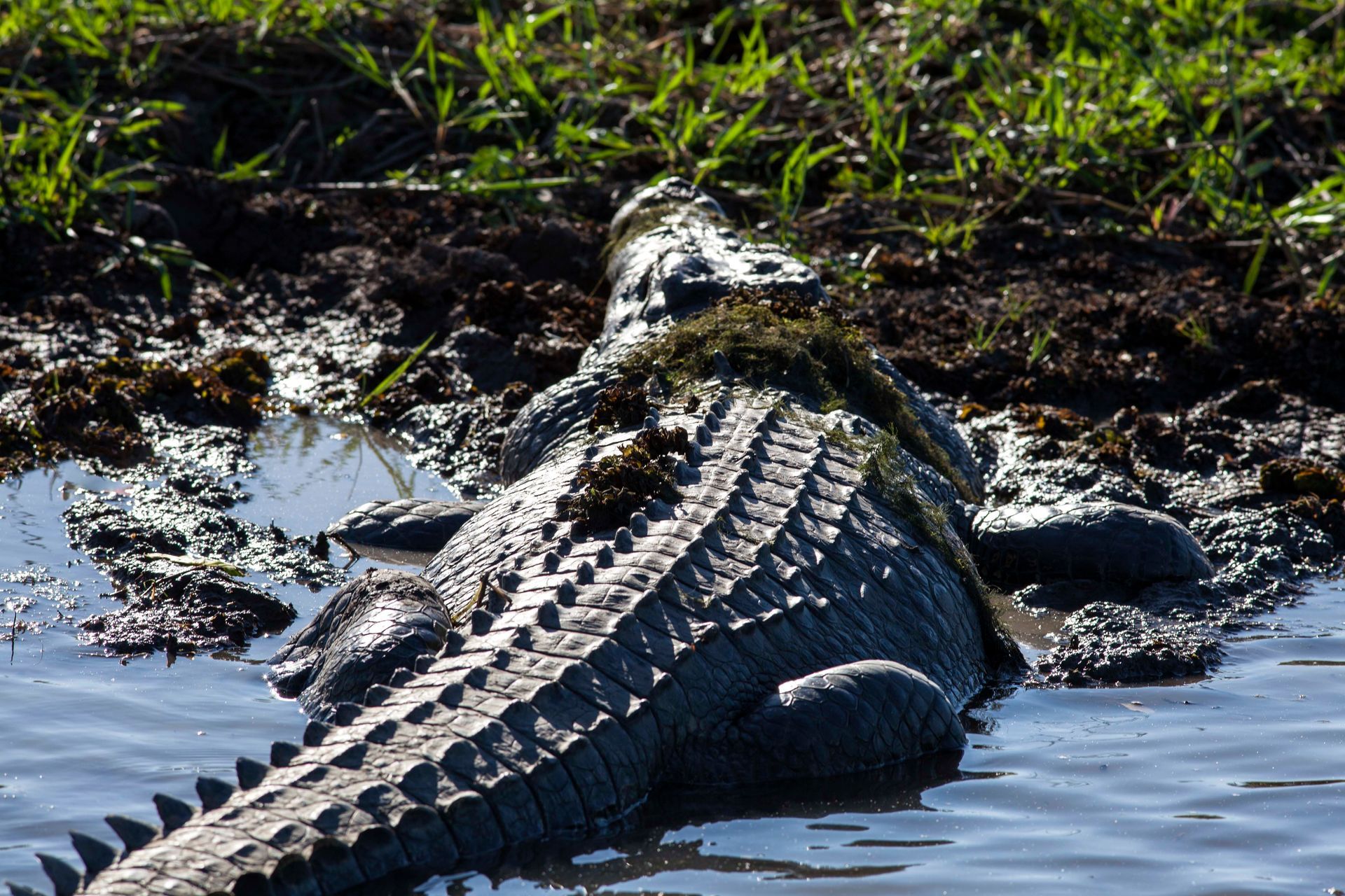 Crocodile on Riverbank — Driver Guide in Darwin, NT