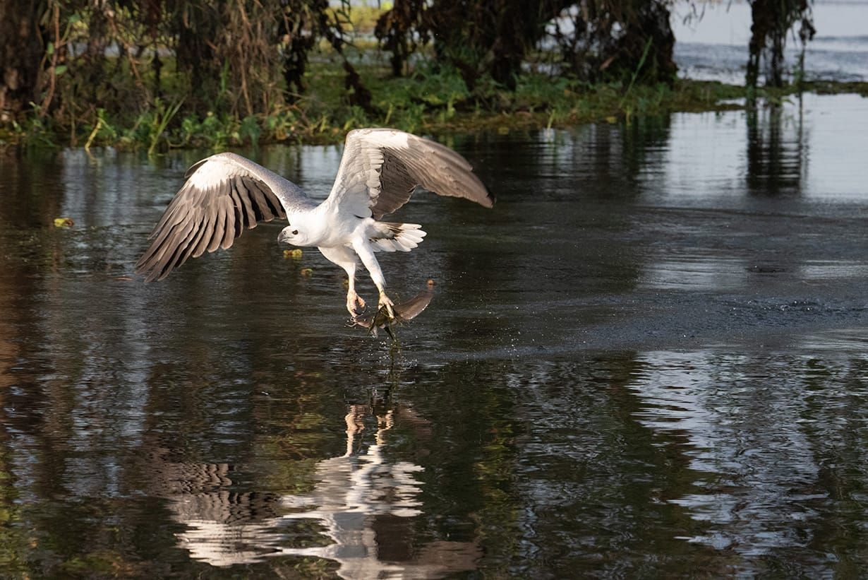 White-Bellied Sea Eagle Swooping Over Water — NT Driver Guide - Escorted Tours & Transfers in Darwin City, NT