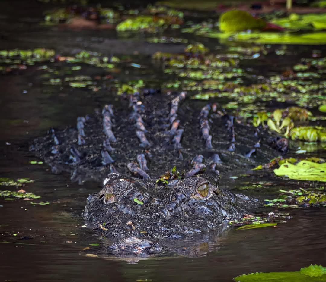 Alligator in murky water with visible scales and head, surrounded by green algae.