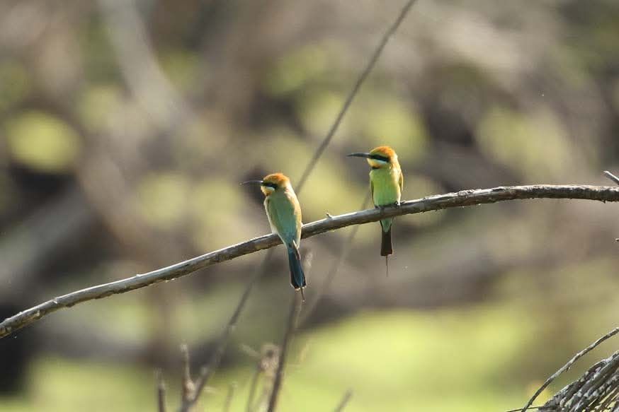 Two Green Bee-Eaters with Orange Heads Perch on A Thin Branch — NT Driver Guide - Escorted Tours & Transfers in Darwin City, NT
