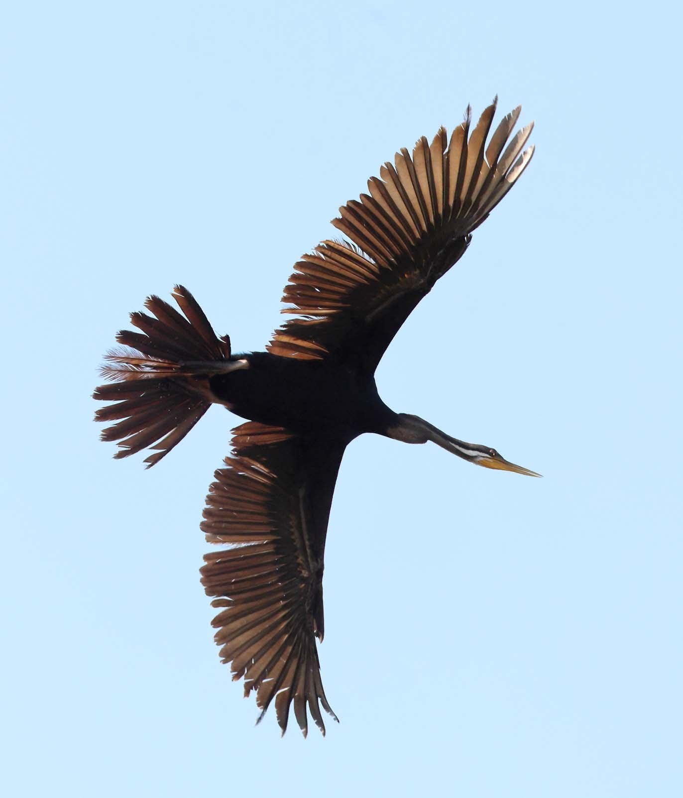 Dark Bird, Possibly an Anhinga, Flies Against a Pale Blue Sky — NT Driver Guide - Escorted Tours & Transfers in Darwin City, NT