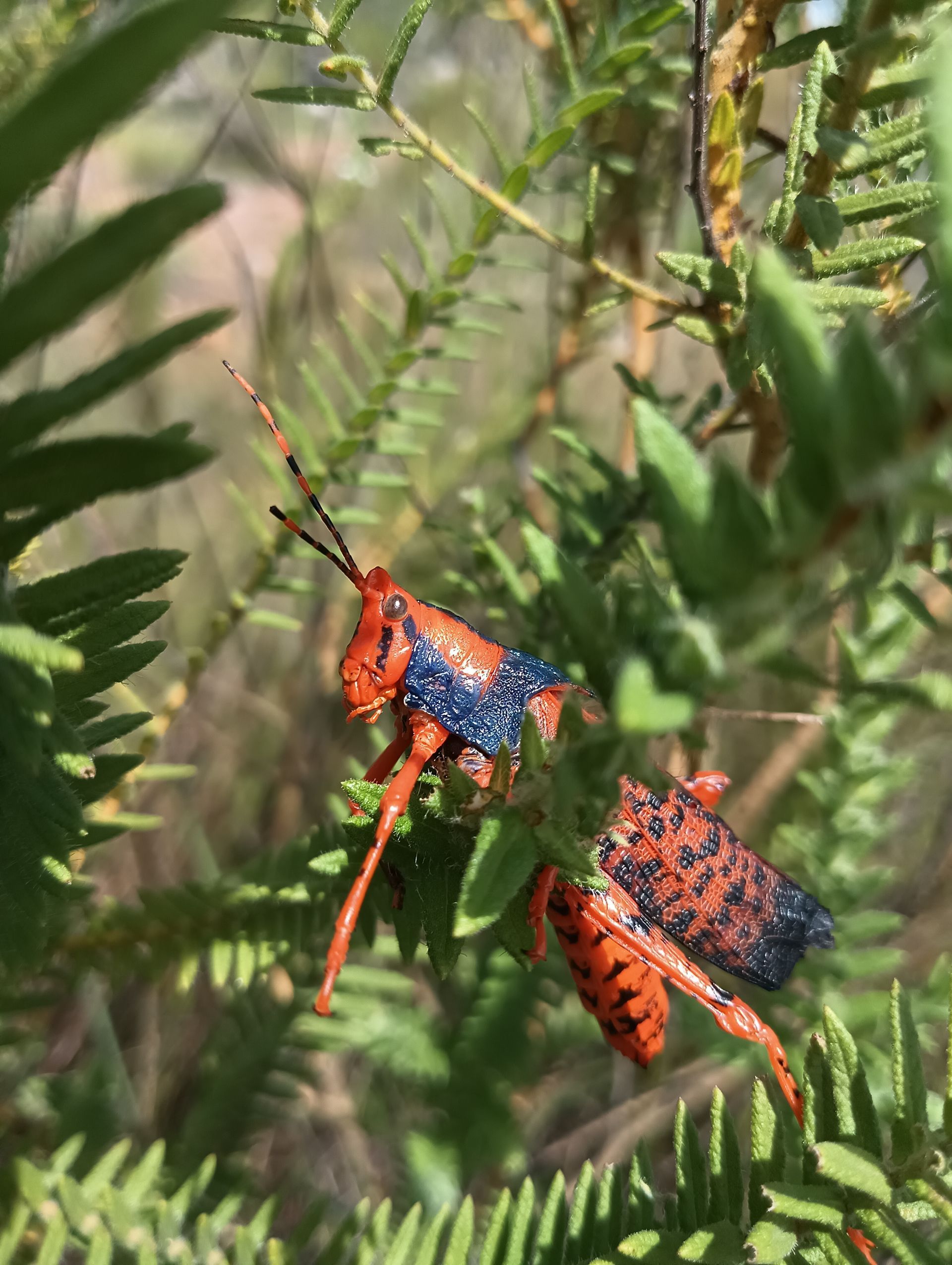 Orange and blue grasshopper on green plant — NT Driver Guide - Escorted Tours & Transfers in Darwin City, NT