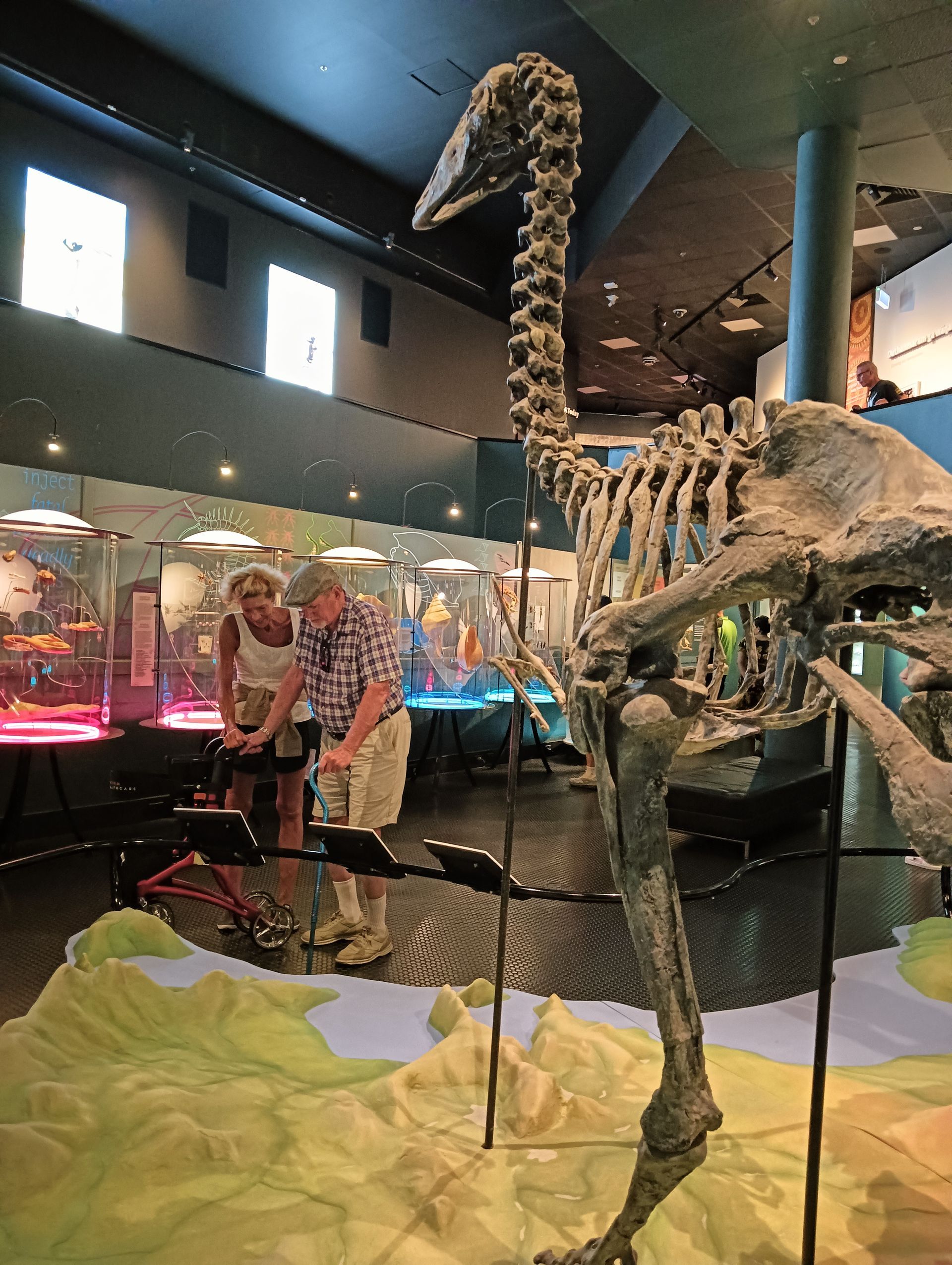 Museum display: Two people looking at exhibits, giant bird skeleton in foreground — NT Driver Guide - Escorted Tours & Transfers in Darwin City, NT