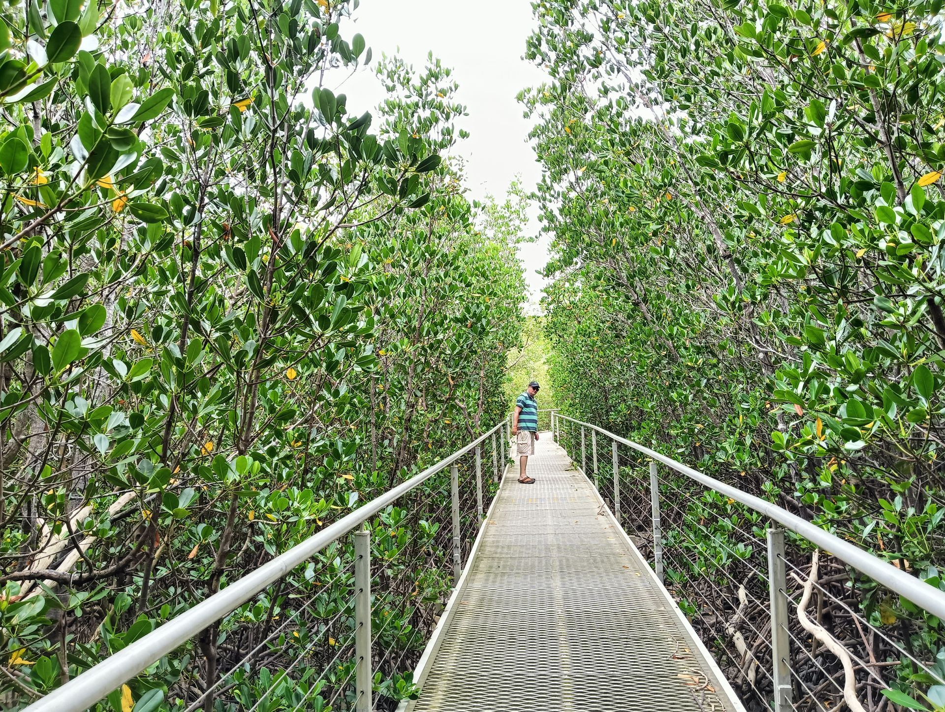 Metal walkway through a mangrove forest, person walking ahead. Green foliage, cloudy sky — NT Driver Guide - Escorted Tours & Transfers in Darwin City, NT