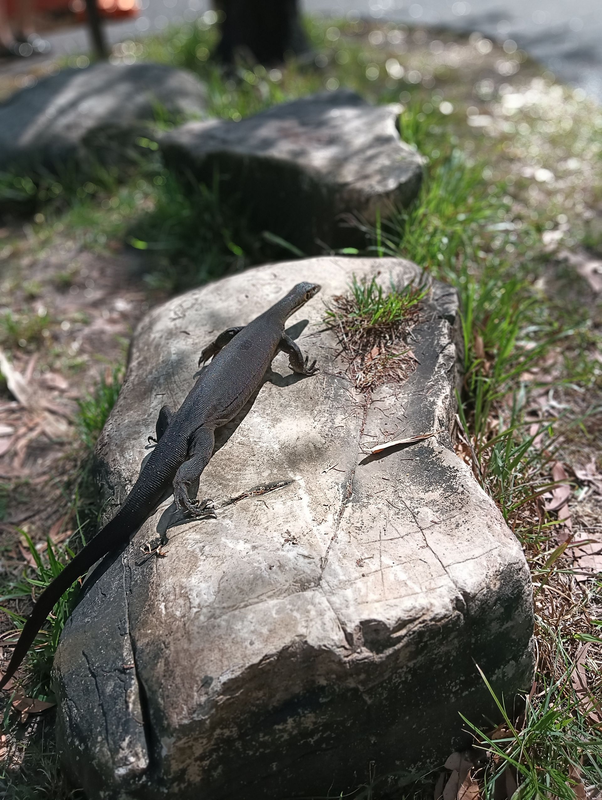 Lizard basking on a weathered rock in an outdoor setting with grass and other rocks — NT Driver Guide - Escorted Tours & Transfers in Darwin City, NT
