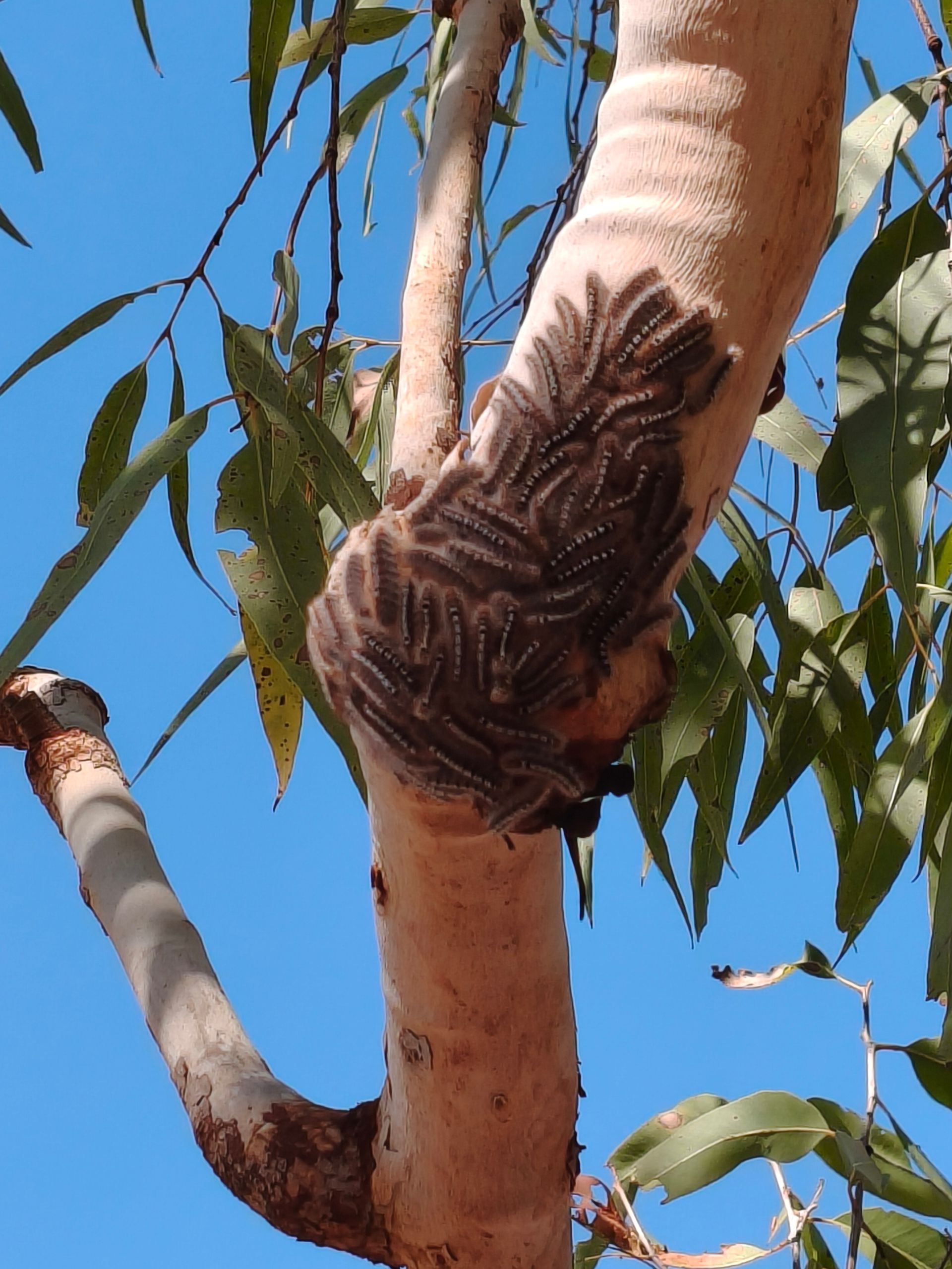 Clump of Brown Caterpillars on A Pale Eucalyptus Tree Trunk — NT Driver Guide - Escorted Tours & Transfers in Darwin City, NT