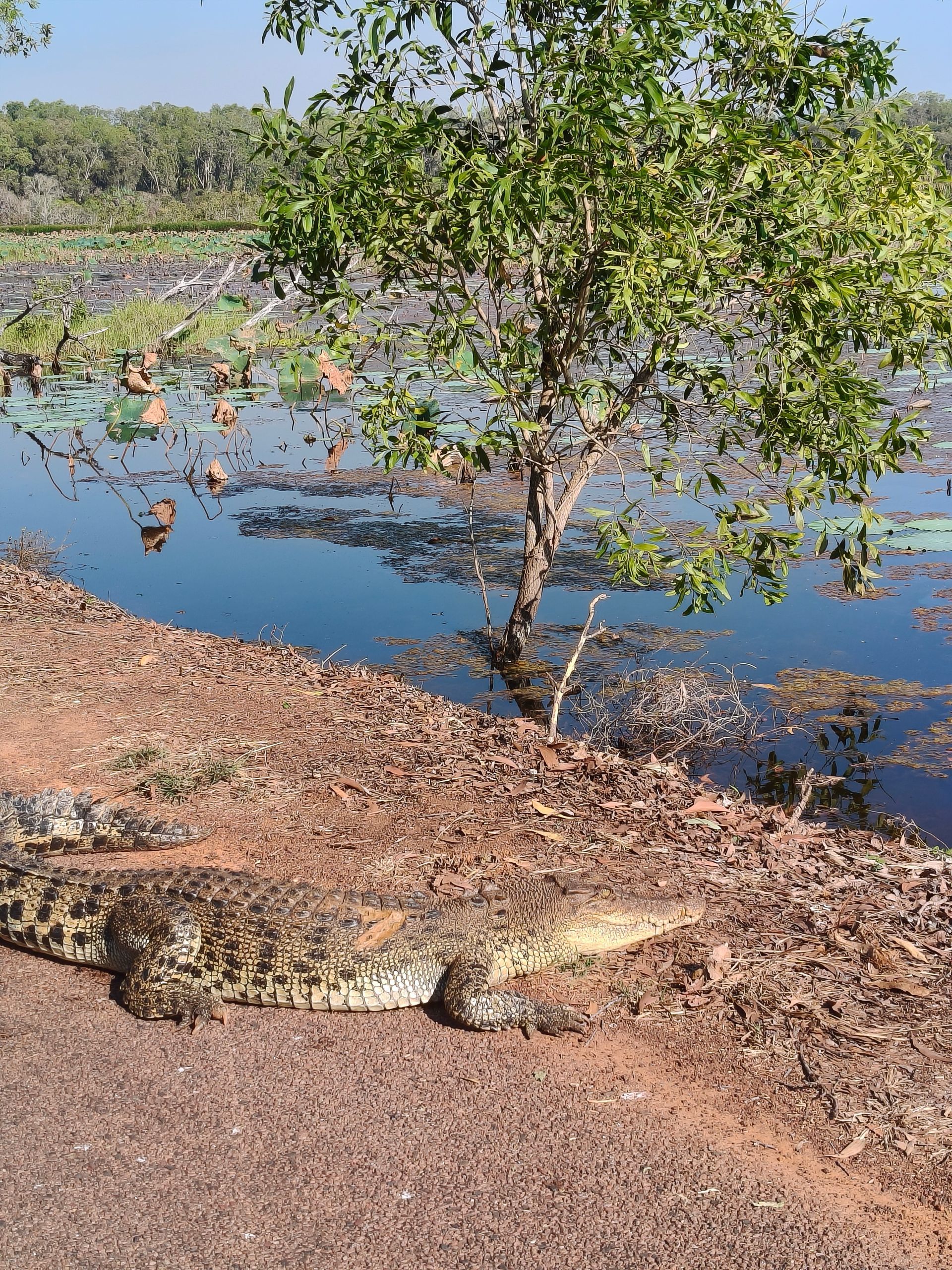 Crocodile resting on the brown bank of a blue water body, with green vegetation in the background — NT Driver Guide - Escorted Tours & Transfers in Darwin City, NT