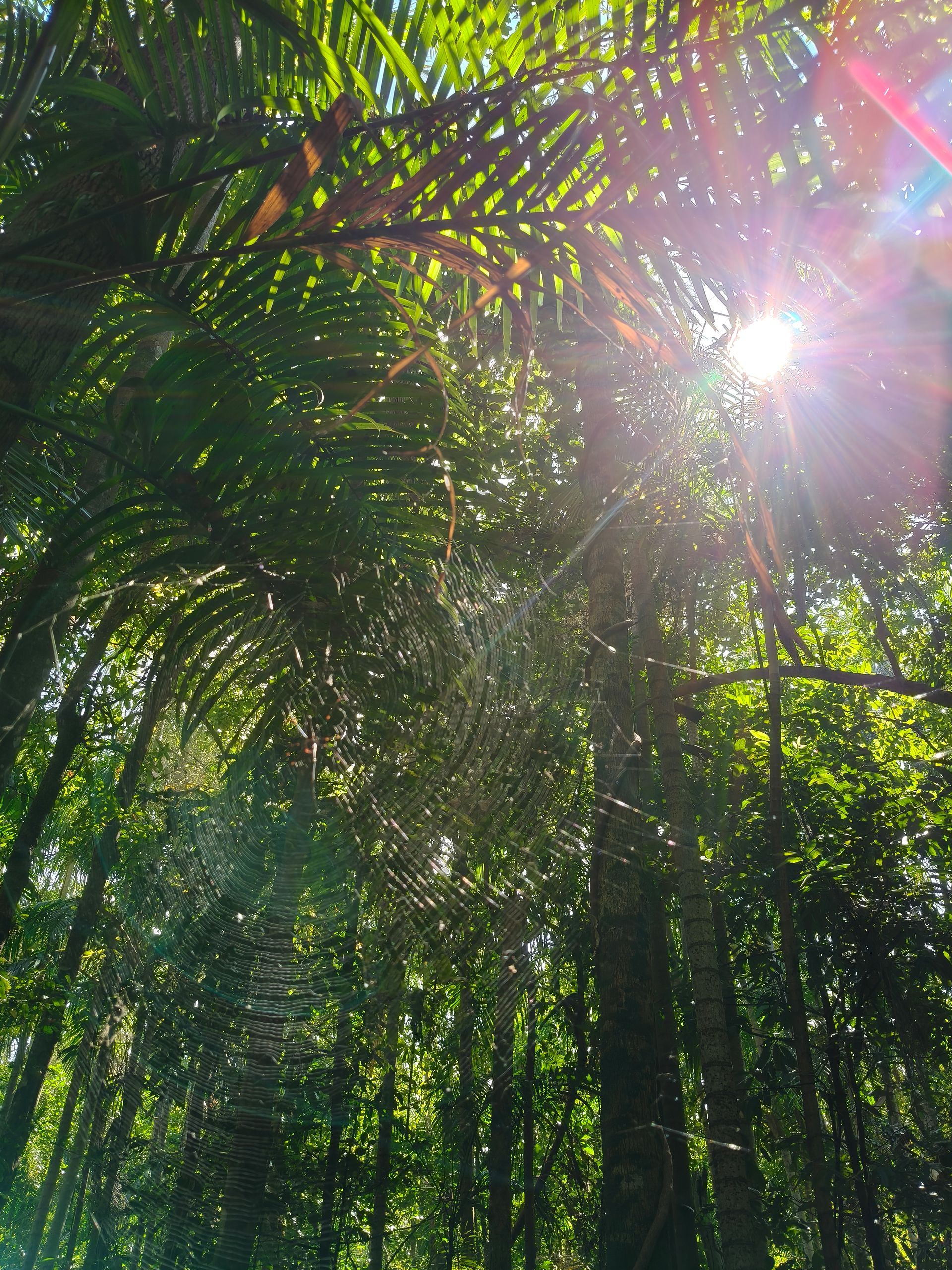 Sunlight streams through lush green forest canopy  — NT Driver Guide - Escorted Tours & Transfers in Darwin City, NT