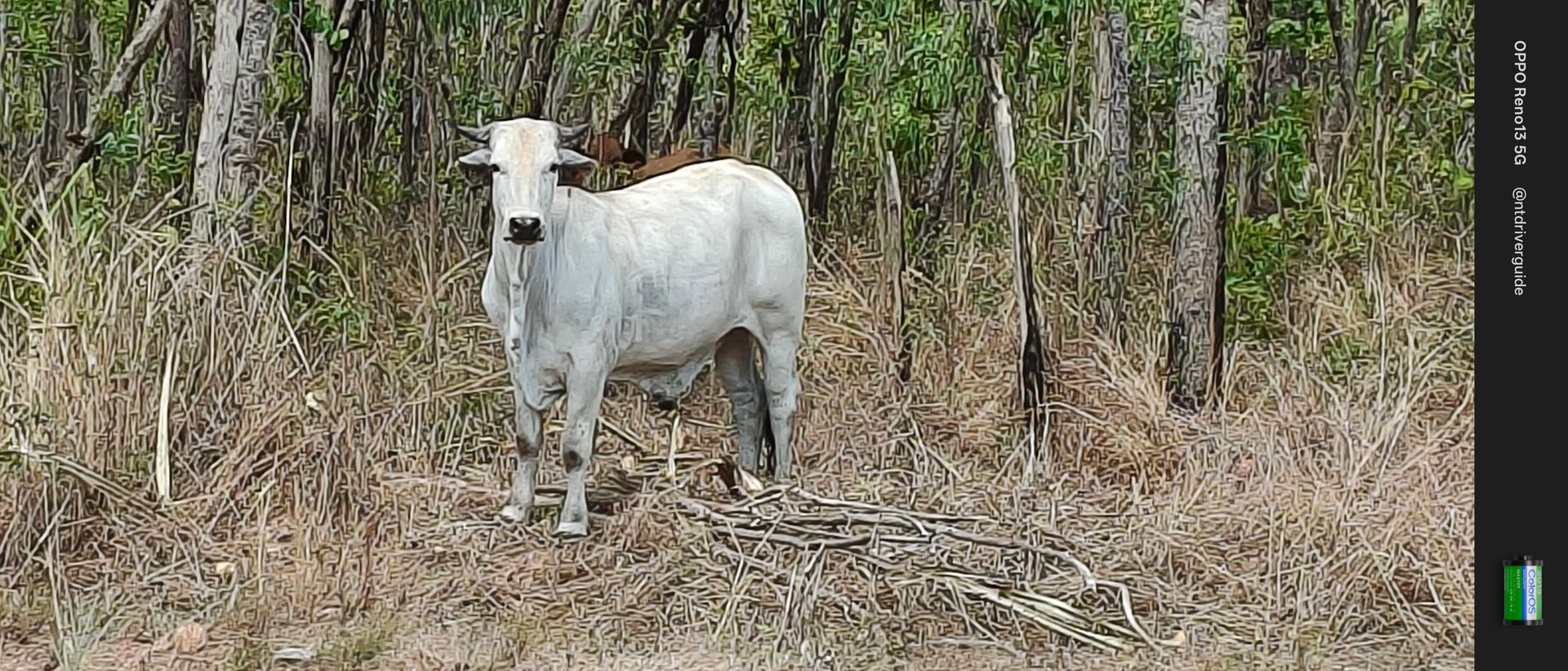 White cow standing in a grassy area, surrounded by trees — NT Driver Guide - Escorted Tours & Transfers in Darwin City, NT