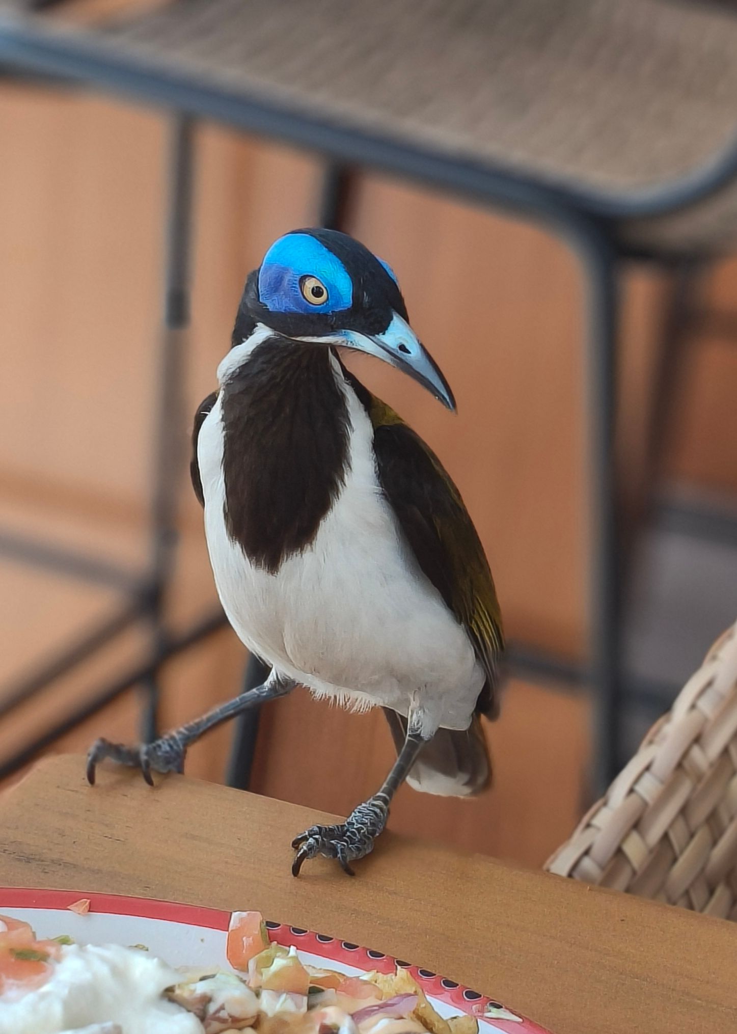 Blue-Faced Honeyeater Bird with White Chest — NT Driver Guide - Escorted Tours & Transfers in Darwin City, NT