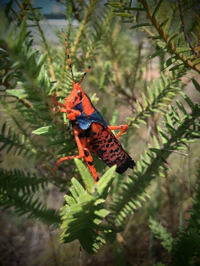 Orange and black grasshopper perched on green plant stems  — NT Driver Guide - Escorted Tours & Transfers in Darwin City, NT
