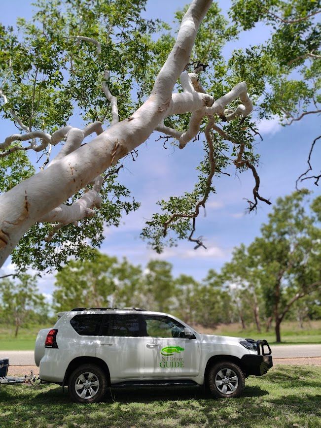 White SUV parked under a white-barked tree, near a road. Green grass, blue sky — NT Driver Guide - Escorted Tours & Transfers in Darwin City, NT