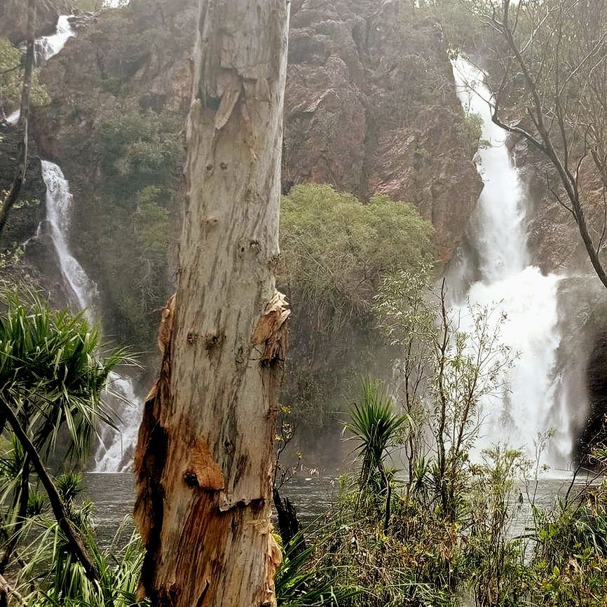 A Tree Stands in Front of a Waterfall in the Woods  — NT Driver Guide - Escorted Touring & Transfers in Darwin City, NT