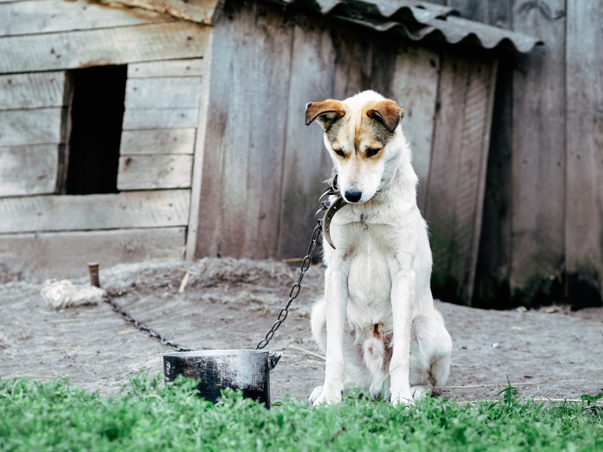 The Complex Landscape of Animal Cruelty Cases | Paz Law