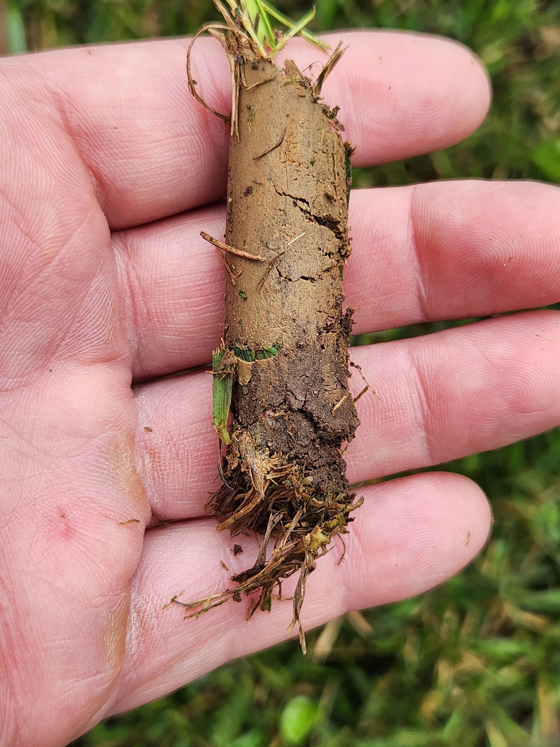 A person is holding a small plant with roots in their hand.