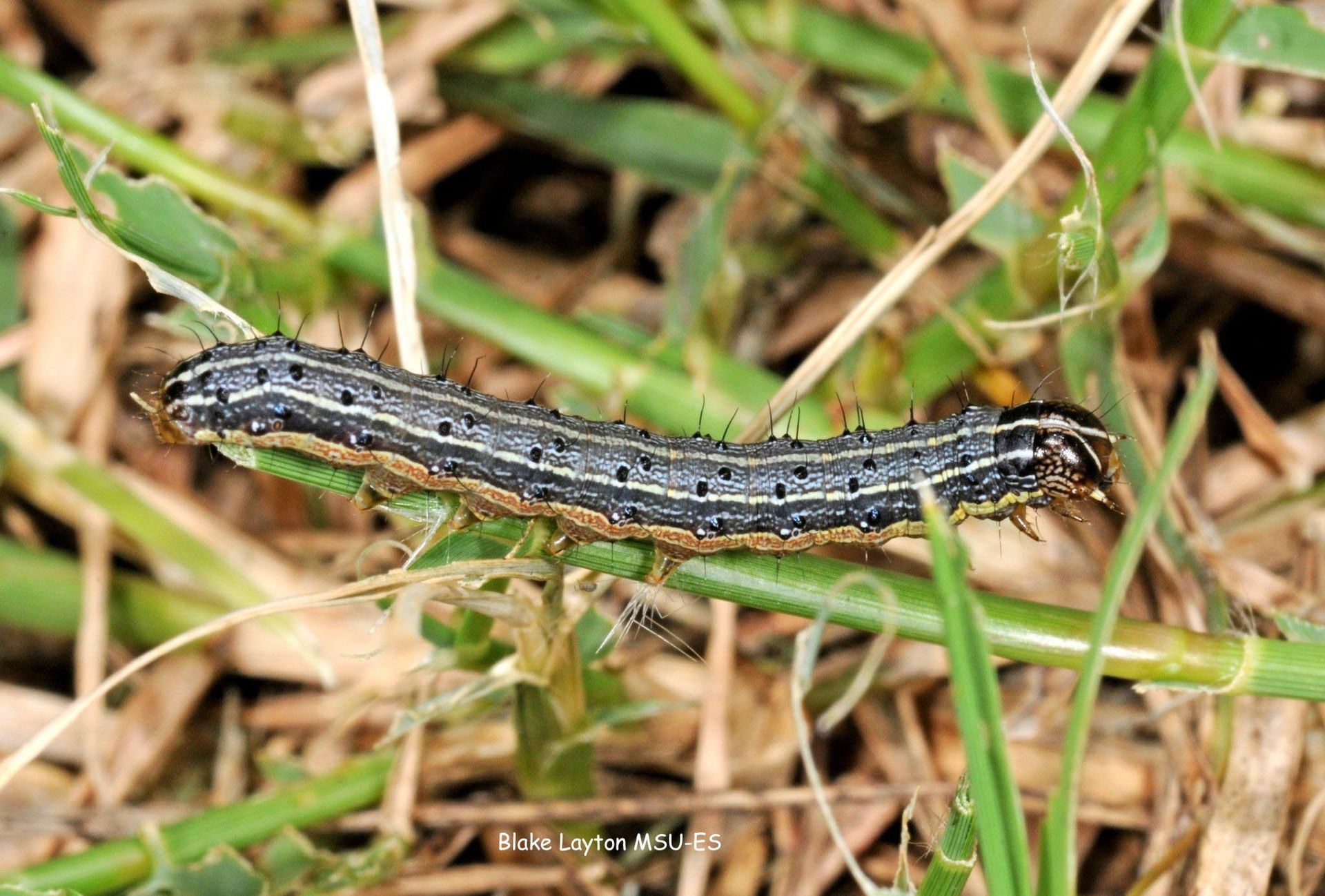 A black and white caterpillar is crawling on a green plant.