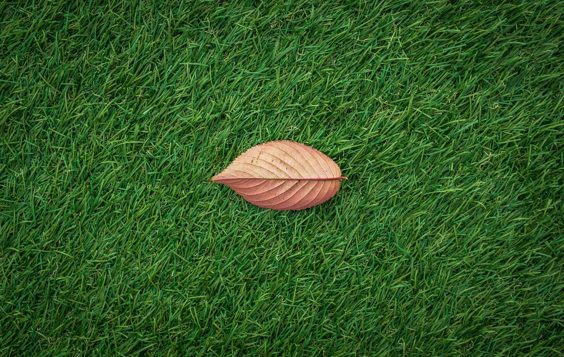 A single leaf is laying on top of a lush green field.