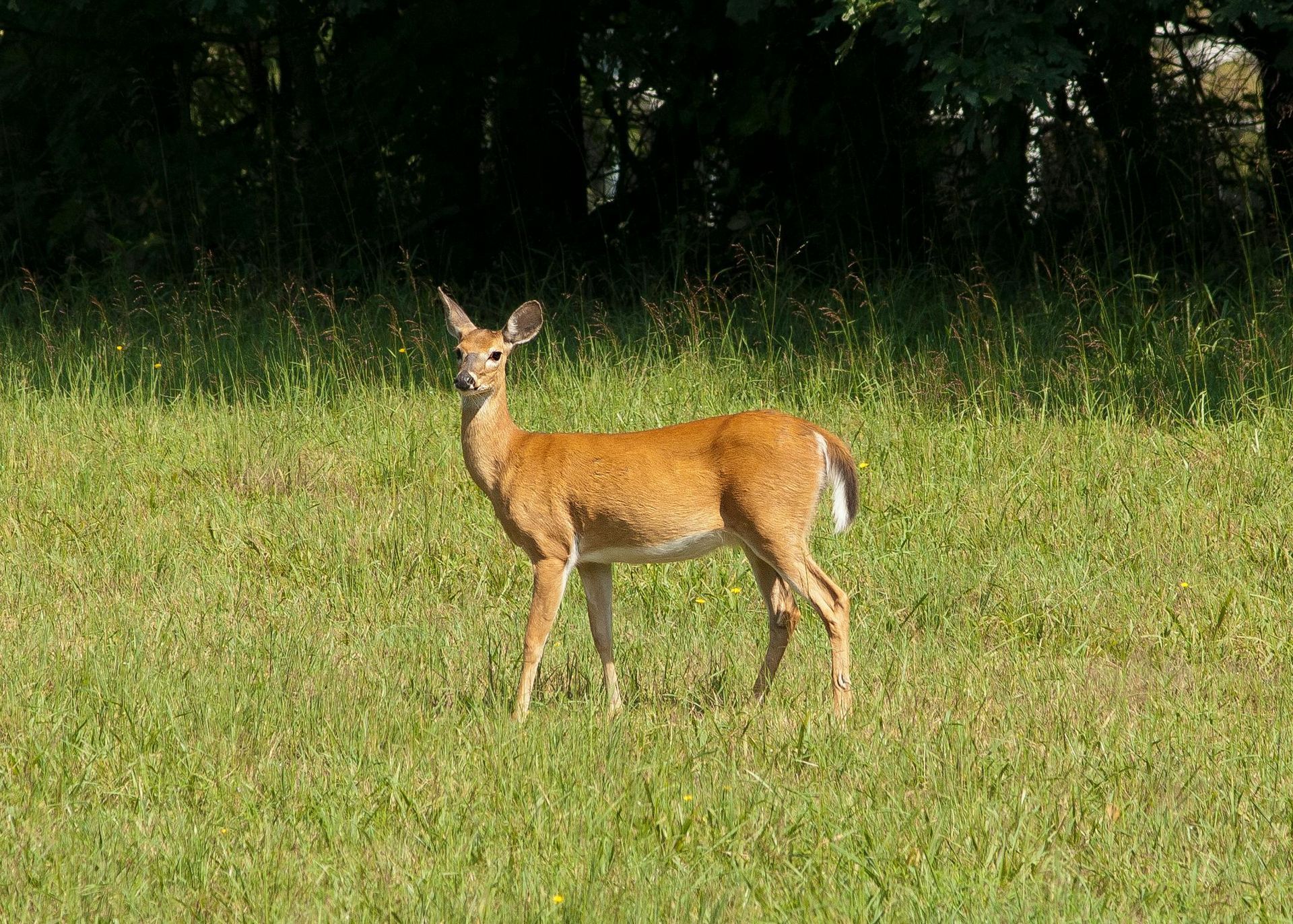 A deer is standing in the grass in a field.