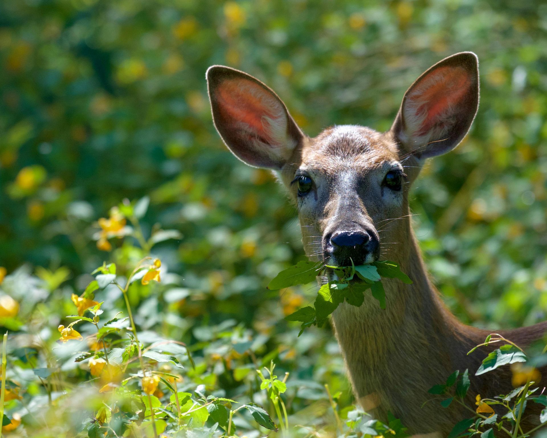 A deer is eating leaves in a field of flowers.