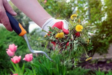 A person is pulling weeds out of a garden with a fork.