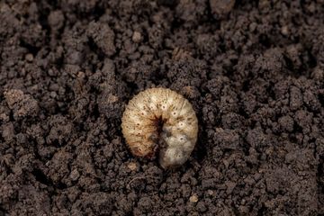 A close up of a larva in the dirt.