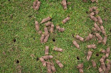A close up of a lawn with a lot of dirt on it.