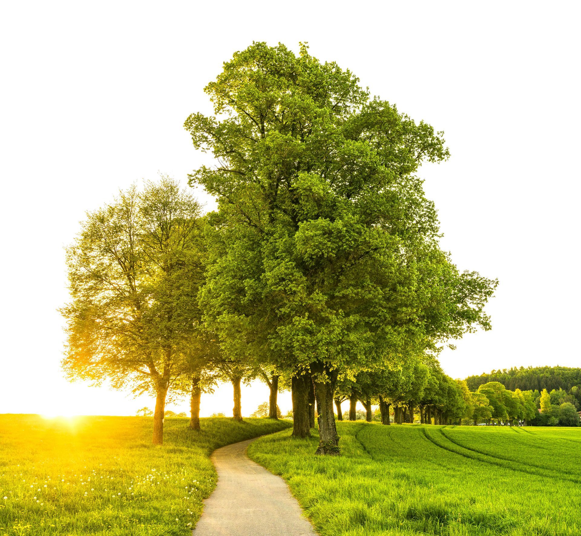 A path going through a grassy field with trees on both sides