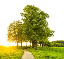 A path going through a grassy field with trees on both sides