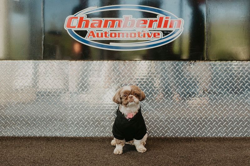 Adorable shop dog at auto repair shop | Chamberlin Automotive