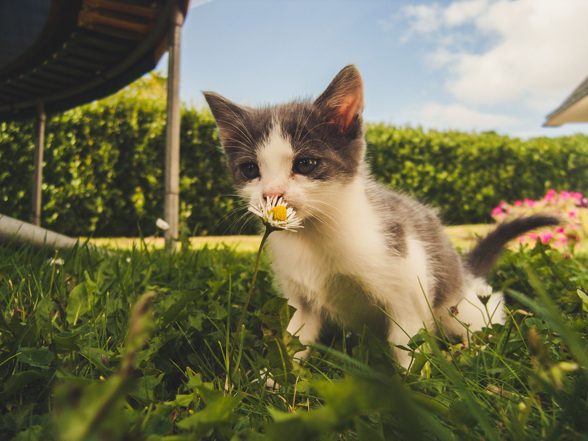 Kitten on Grass