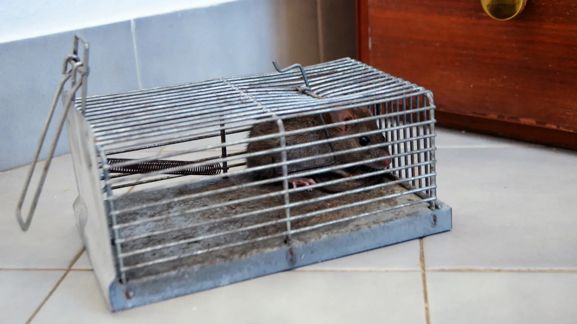 A rat trapped inside a metal cage on a tiled floor near a wooden cabinet.