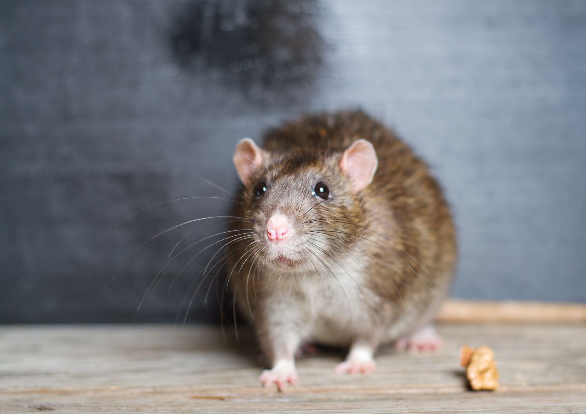 rodent control by Stewarts Pest Control