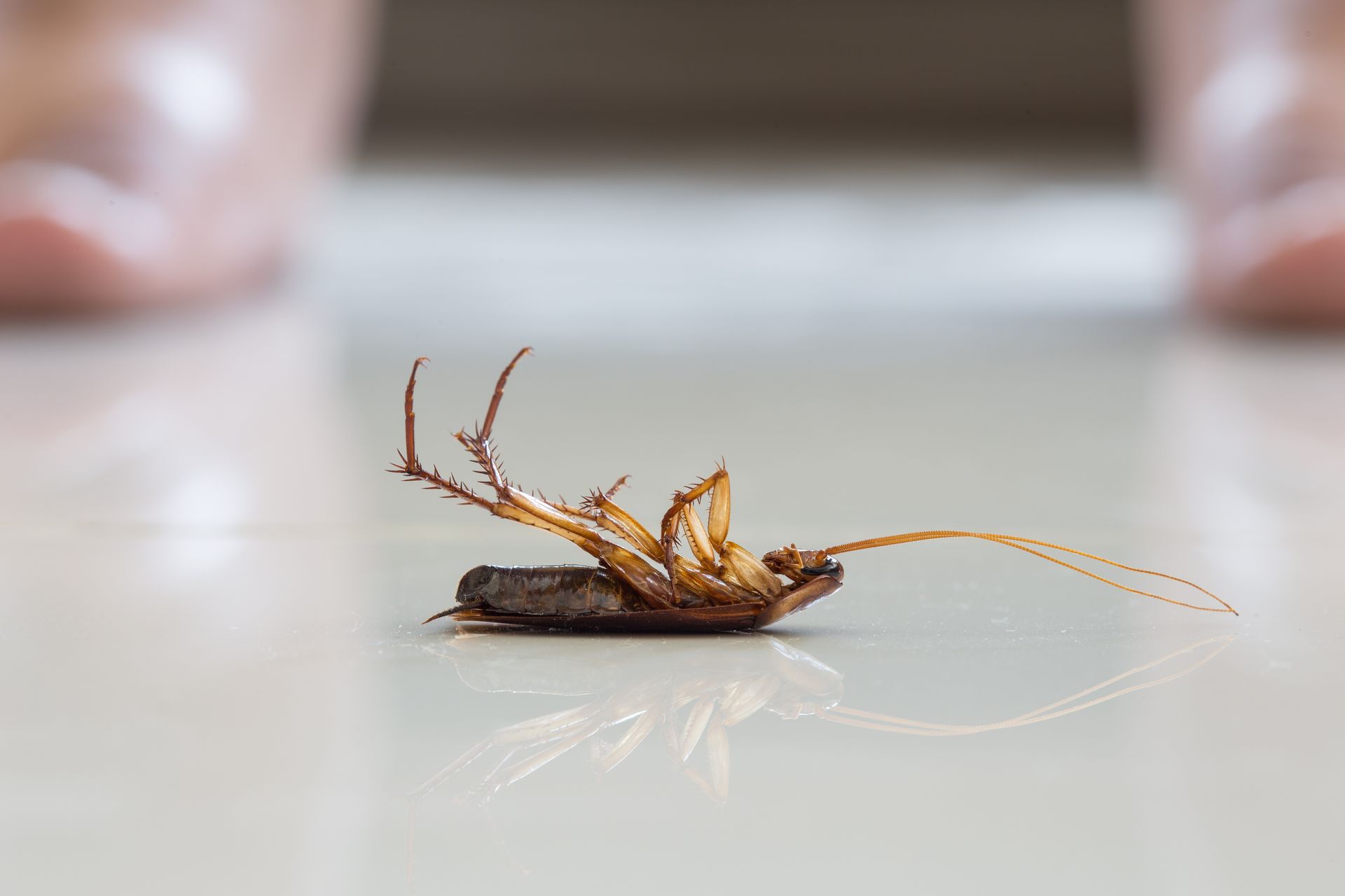 cockroach infestation with Stewarts