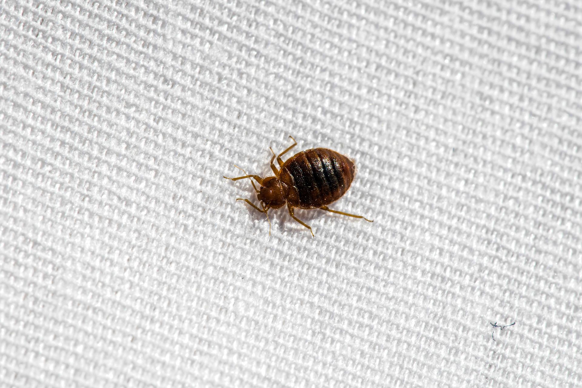 how to identify and respond to bed bugs