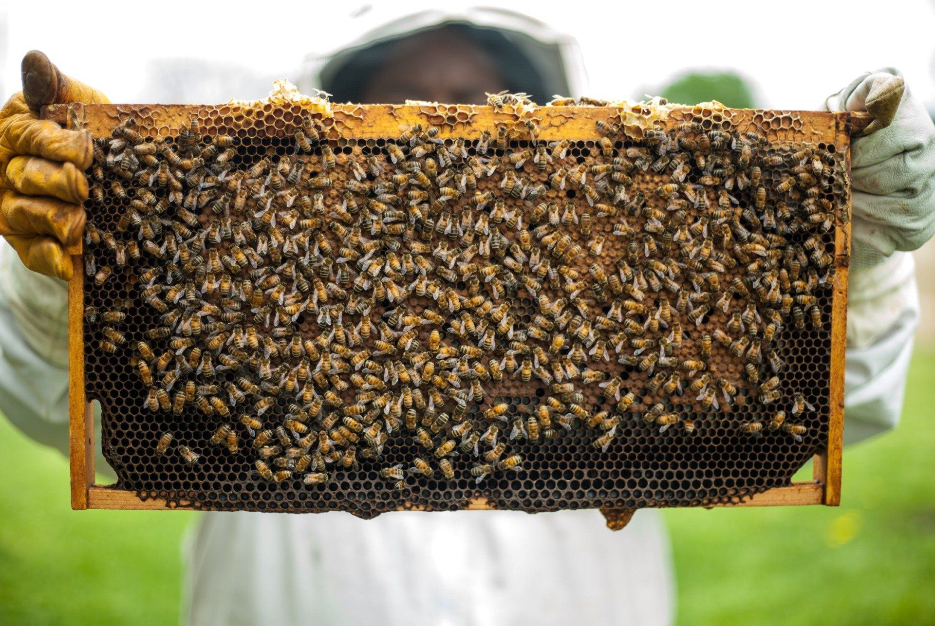 Stewarts Bee Hive Perth