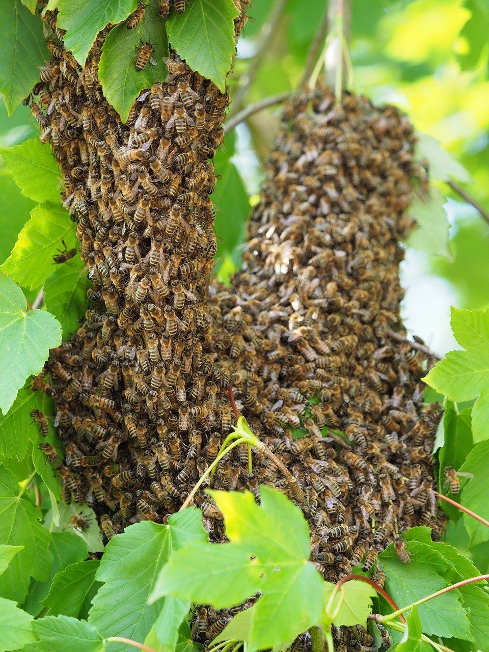 Stewarts Bee Swarm Perth