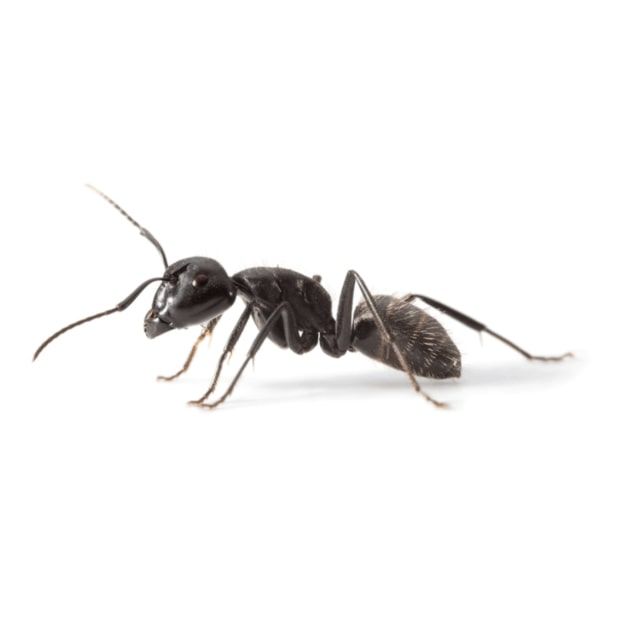 Black Ant 