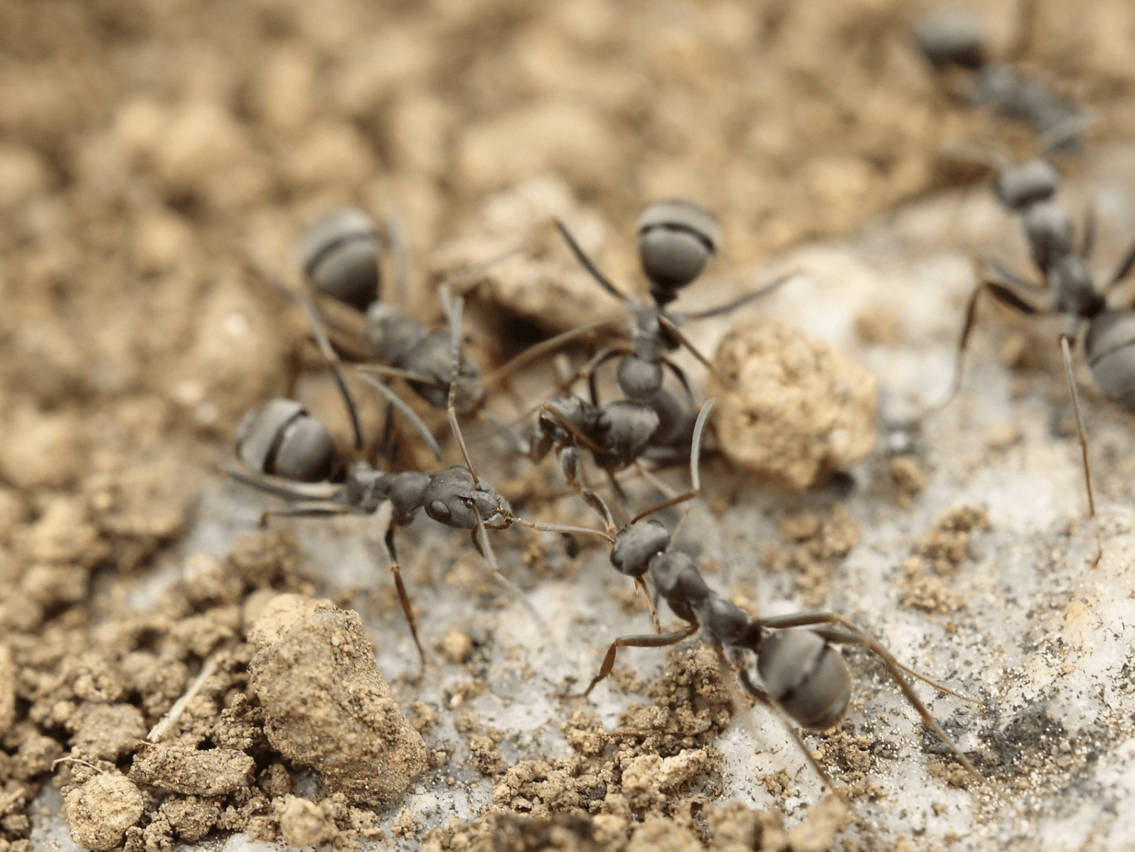 Stewarts Pest Control Ants