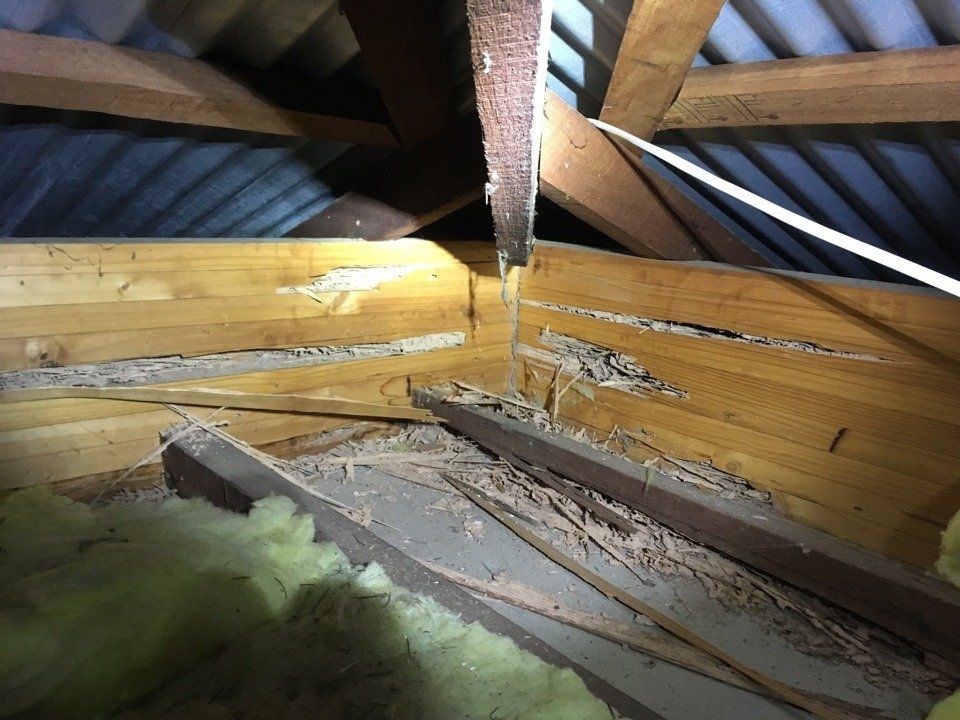 Termite Damage in Roof Void