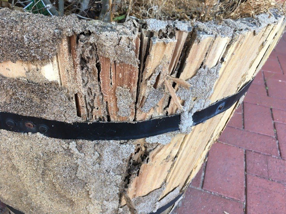 Termite Damage to Wooden Planter Box