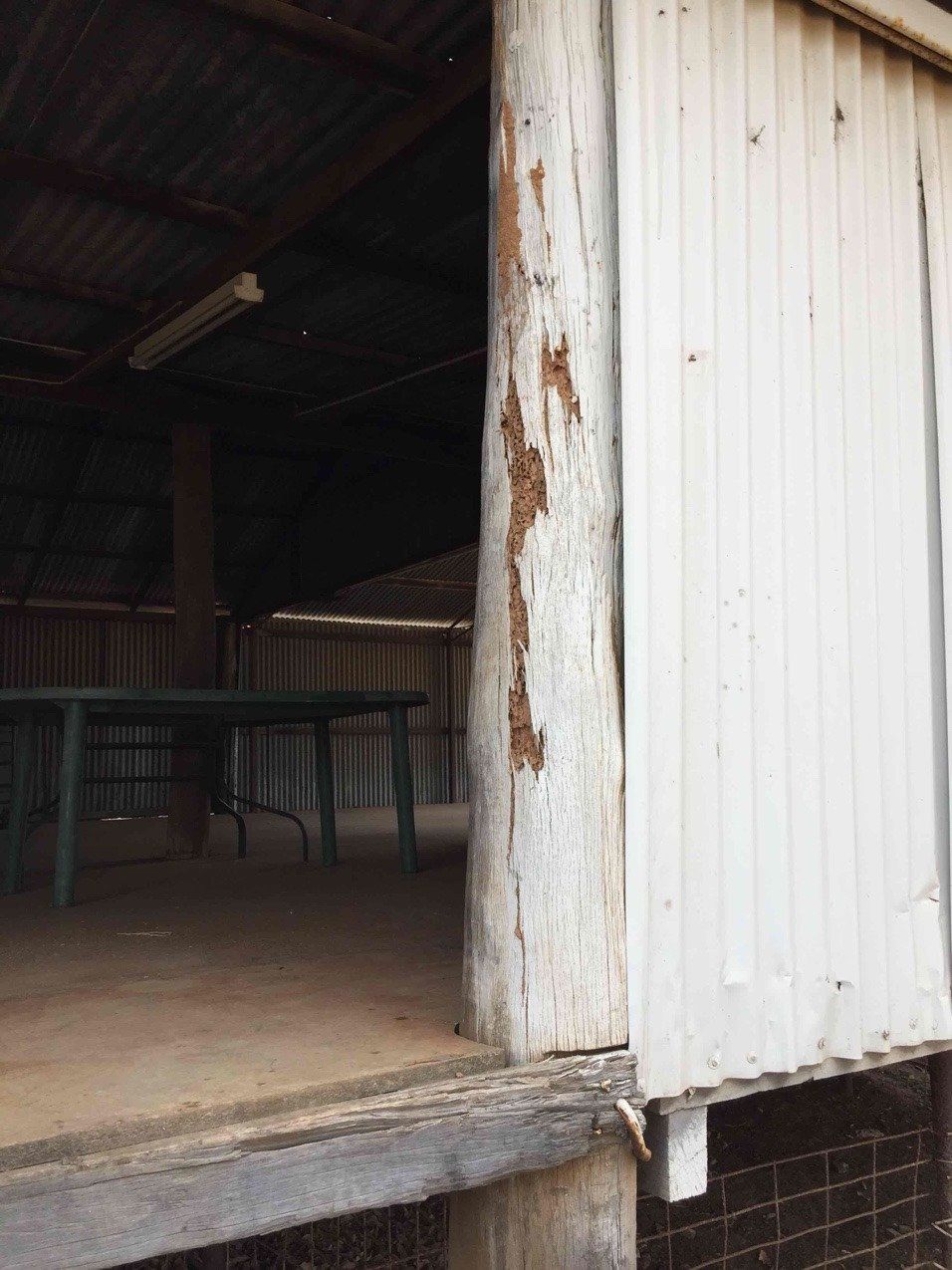 Termite Damage to Sheering Shed