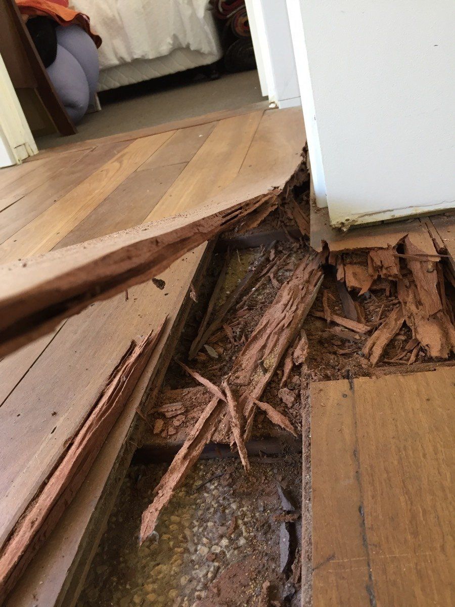 Termite Damage to wooden floors