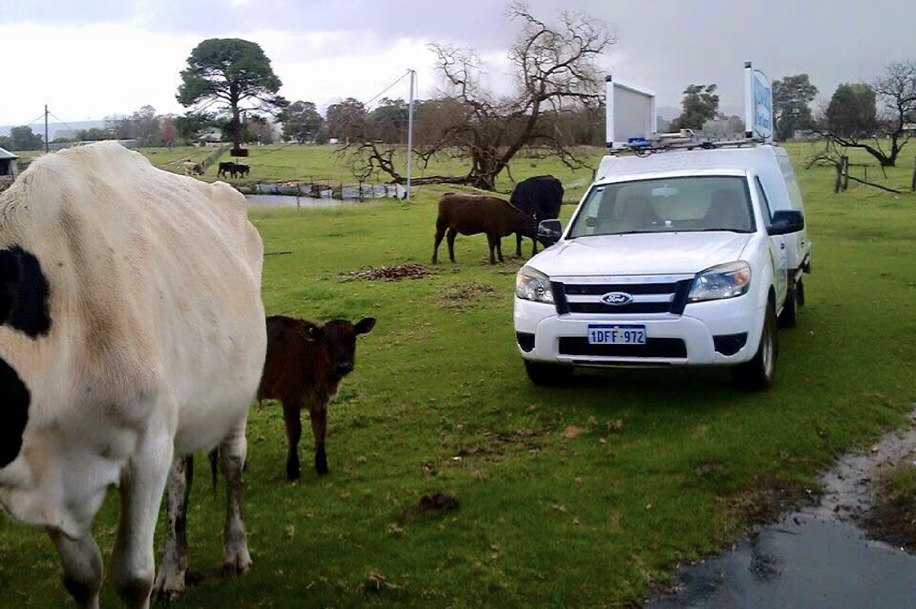 Stewarts Pest Control Truck In paddock With Cows