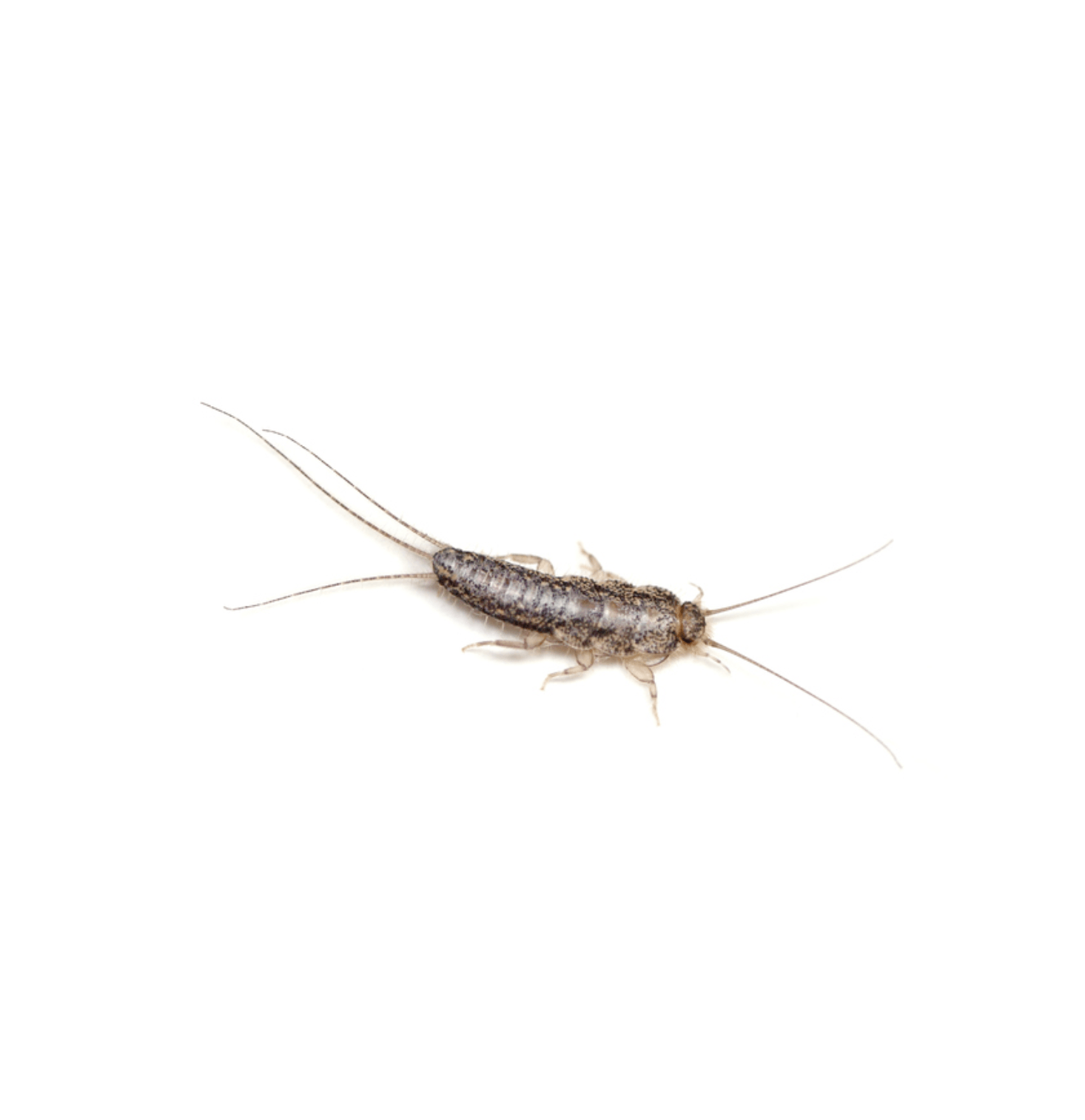 Silverfish Control Perth
