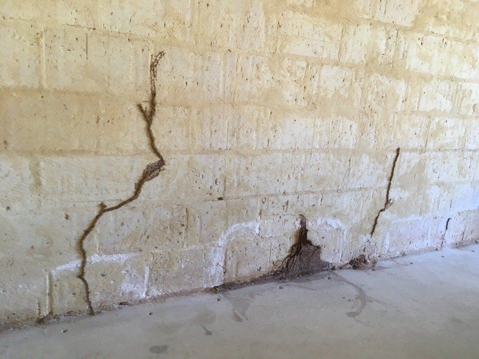 Termite Mudding Along Limestone Wall