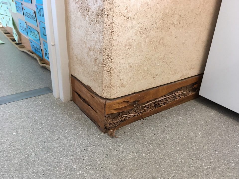 Termite Damage to Skirting boards